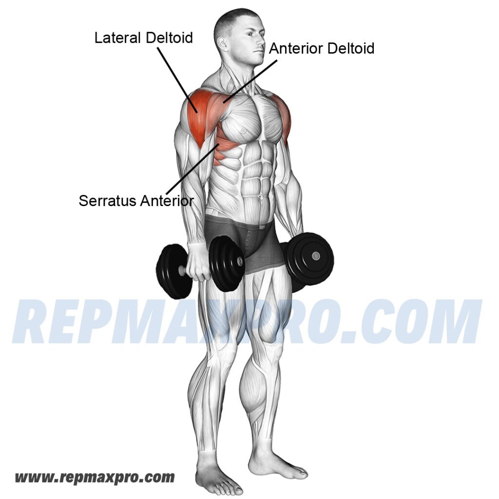 Individual performing dumbbell lateral raise to target the lateral deltoids, enhancing shoulder width and strength for upper body symmetry.