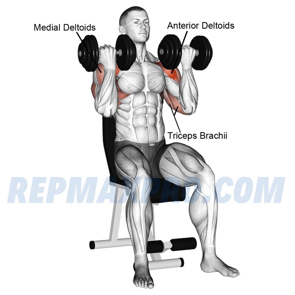 Person performing a dumbbell seated Arnold press, targeting deltoids, triceps, and upper chest muscles.