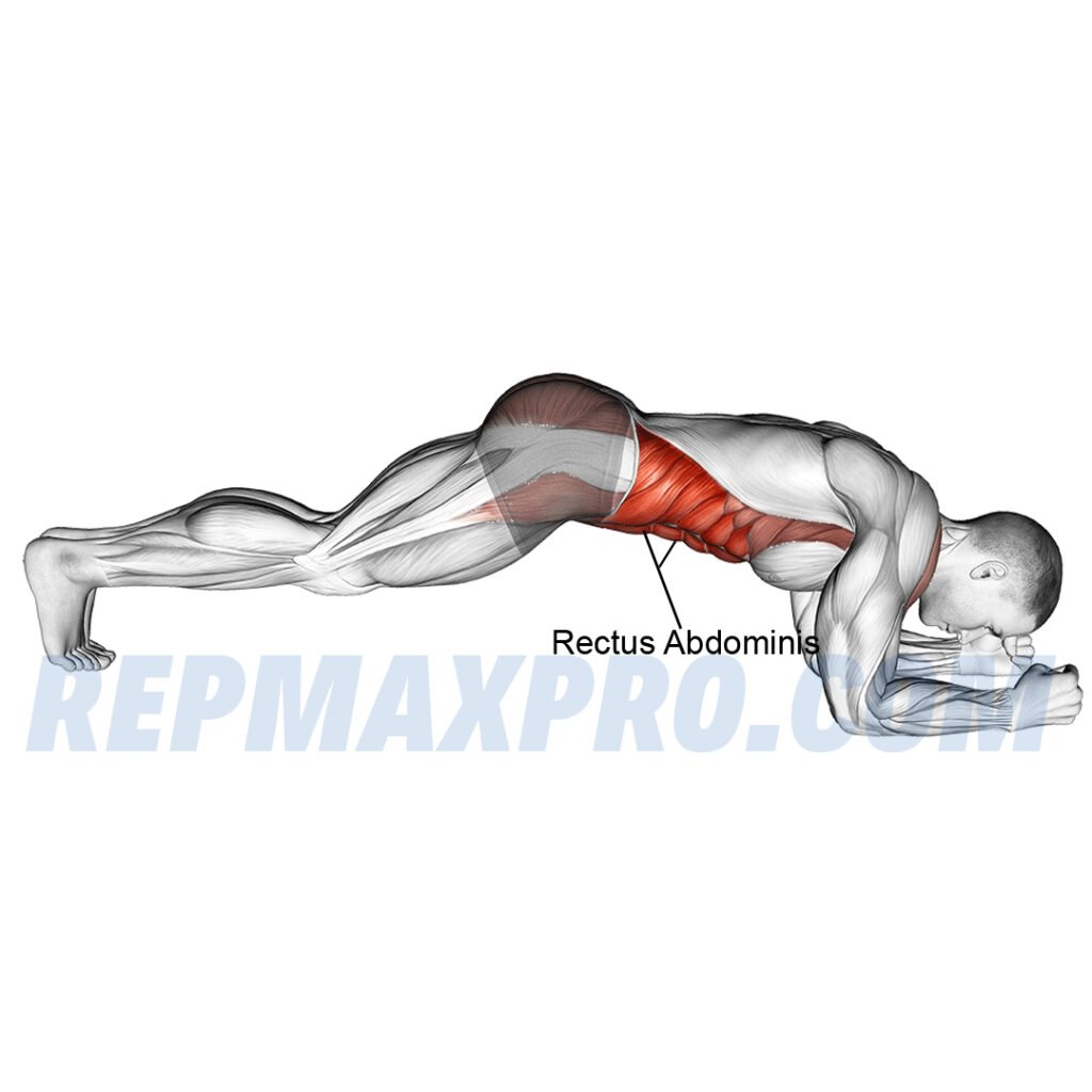 Person performing a plank exercise targeting core muscles, shoulders, and glutes."